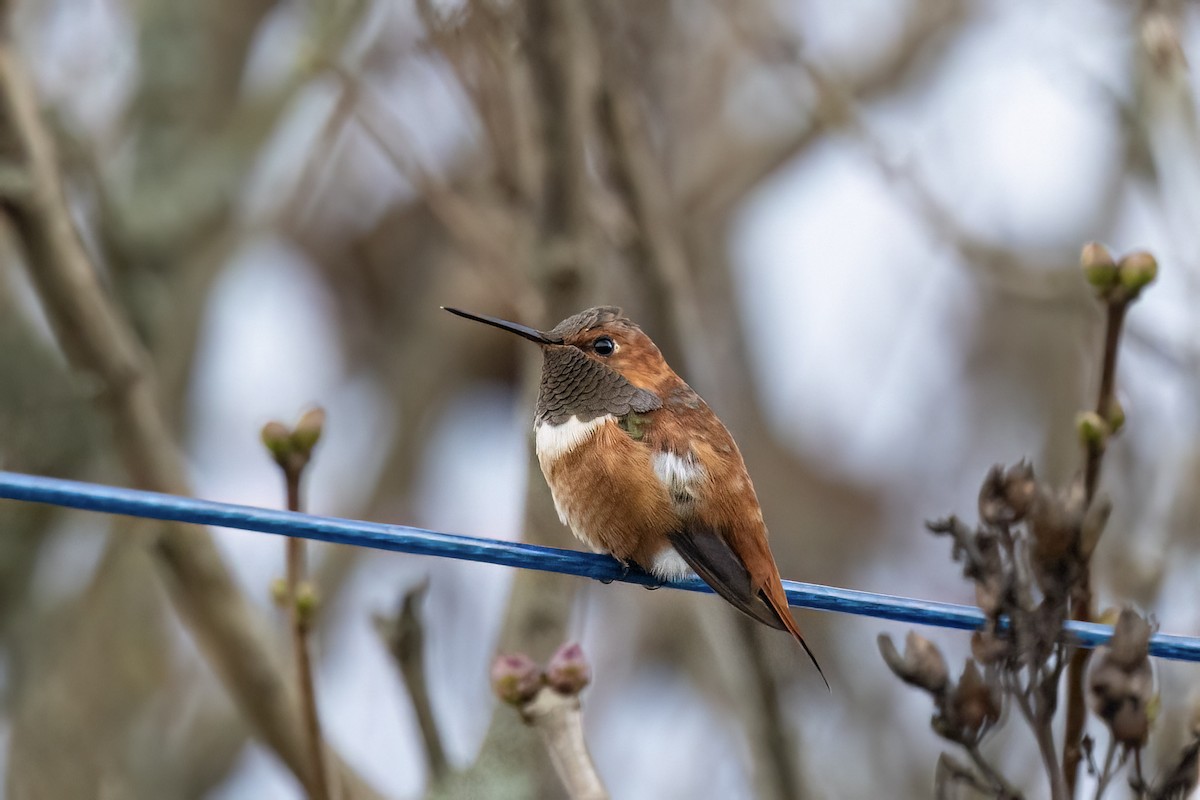 Rufous Hummingbird - ML644783721