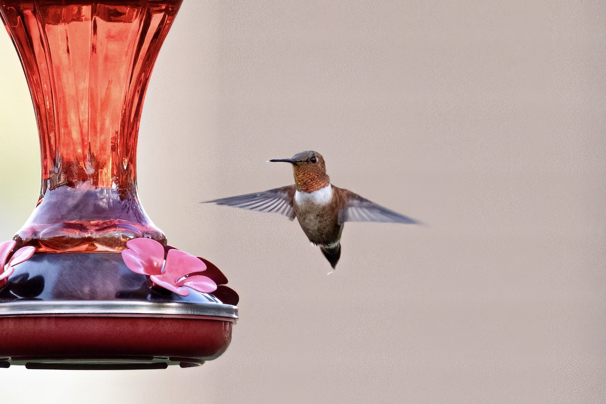 Rufous Hummingbird - ML644783722