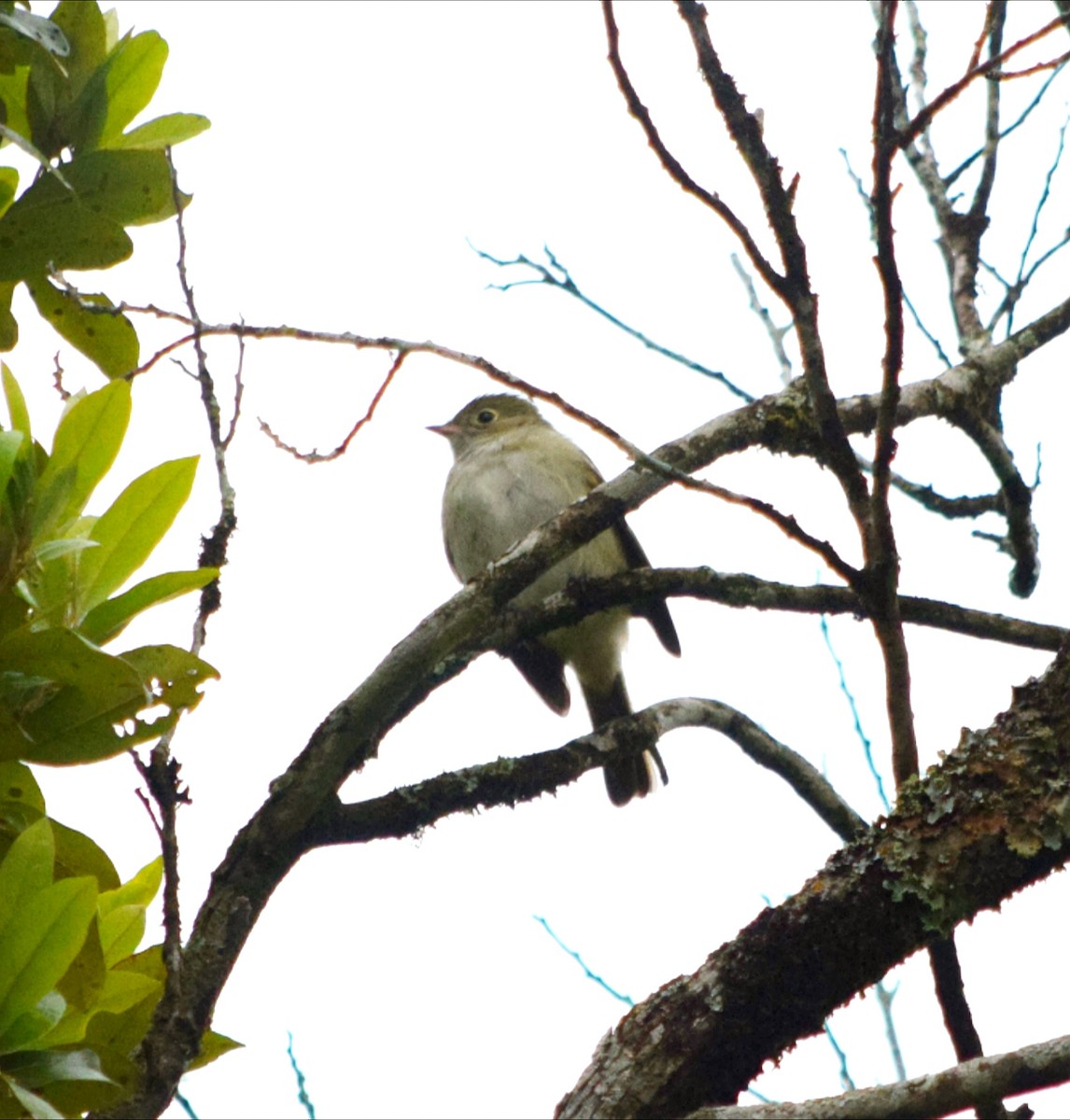 Small-billed Elaenia - ML644783733