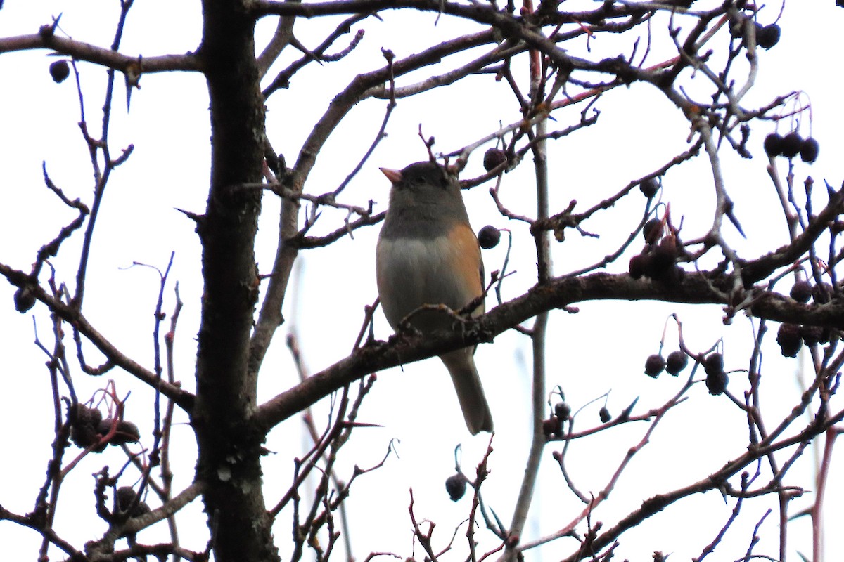 Junco Ojioscuro - ML644783738