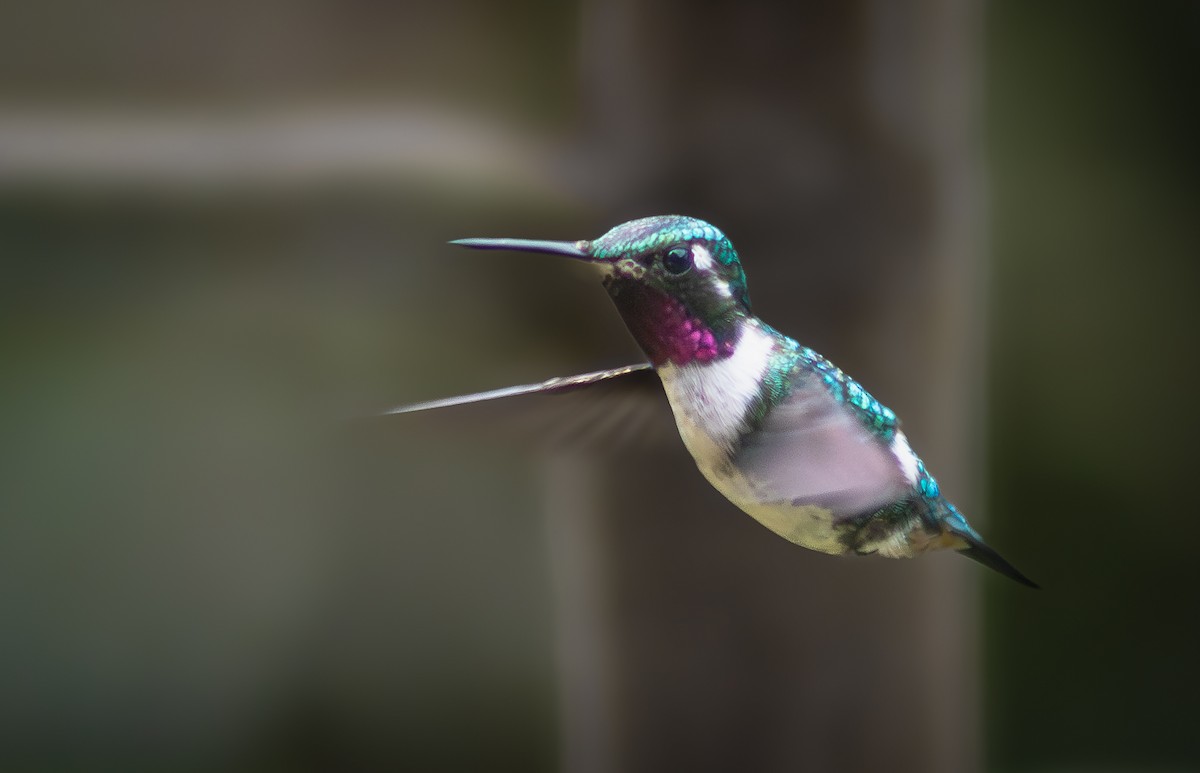 Ak Göbekli Ormanyıldızı - ML644783750