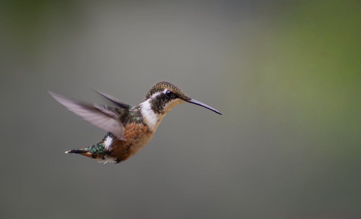 Ak Göbekli Ormanyıldızı - ML644783751