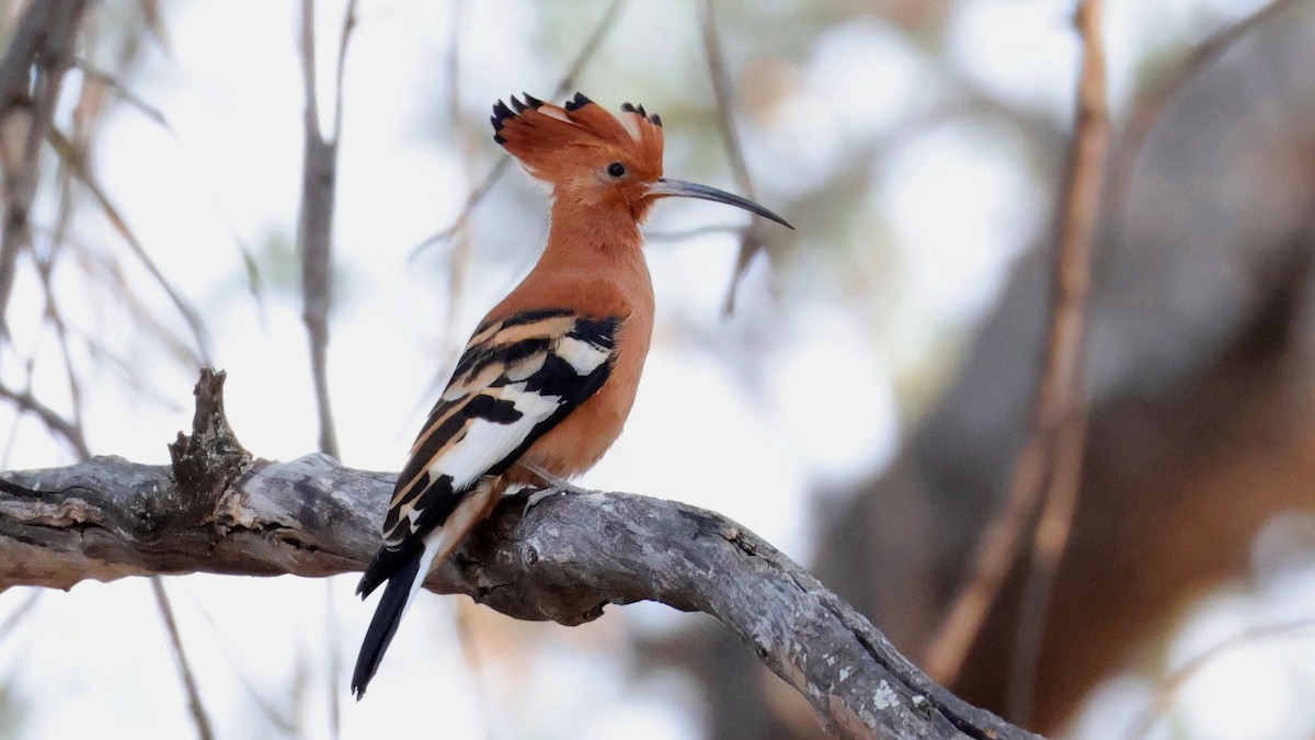 Common Hoopoe - ML644783752