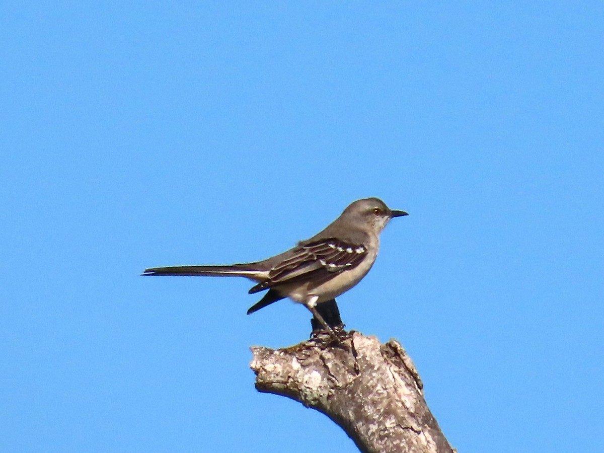 Northern Mockingbird - ML644783756