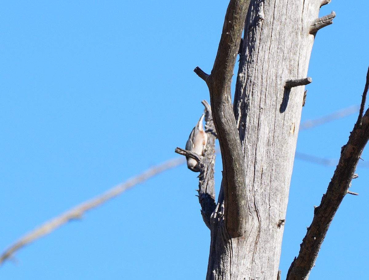 White-breasted Nuthatch - ML644783761
