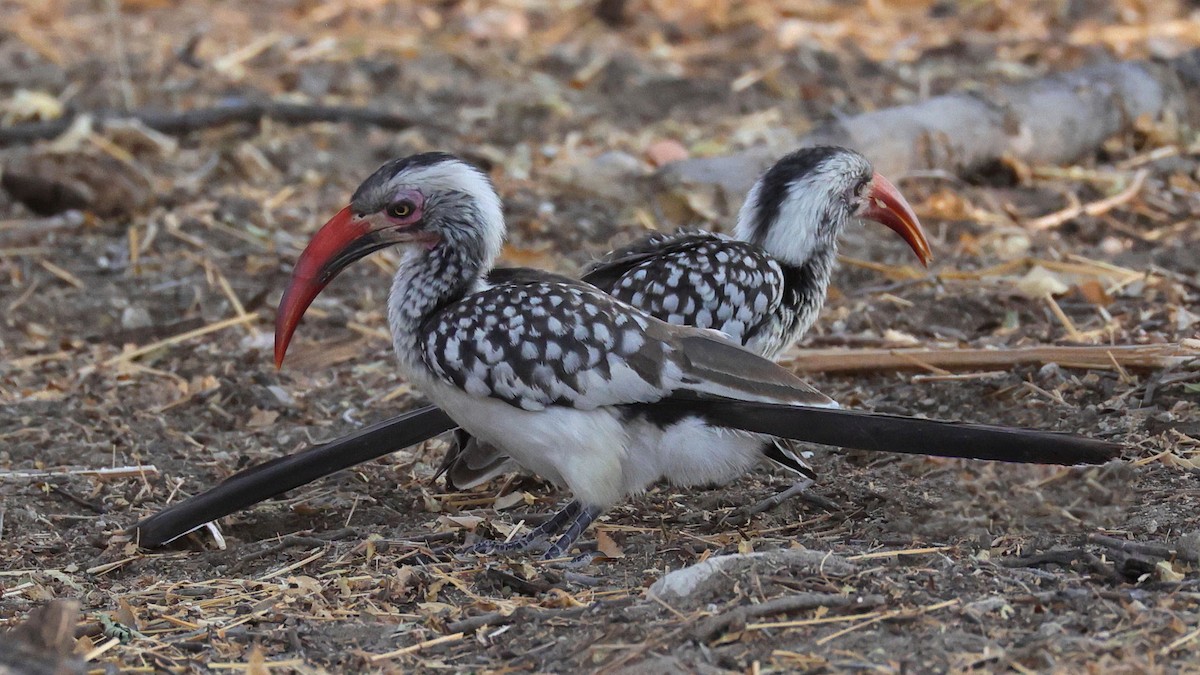 Southern Red-billed Hornbill - ML644783762