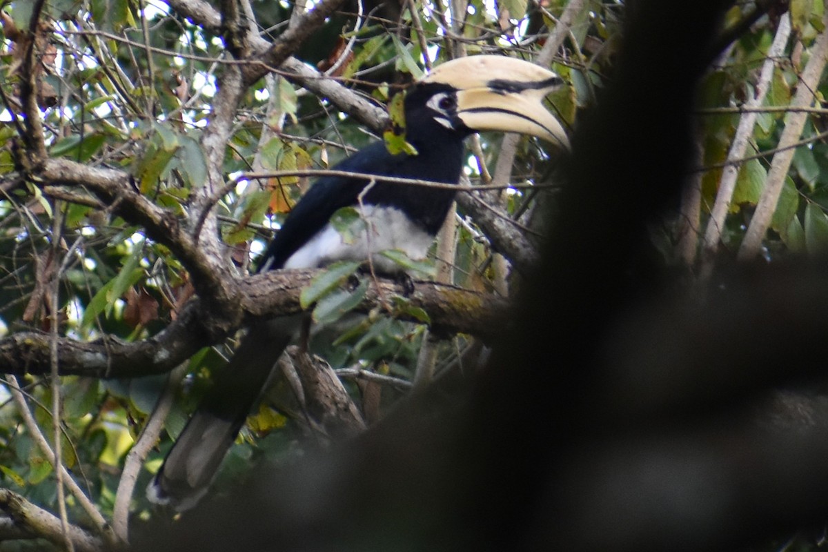 キタカササギサイチョウ - ML644783769