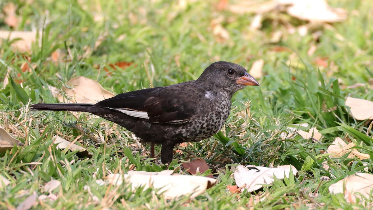 Red-billed Buffalo-Weaver - ML644783786