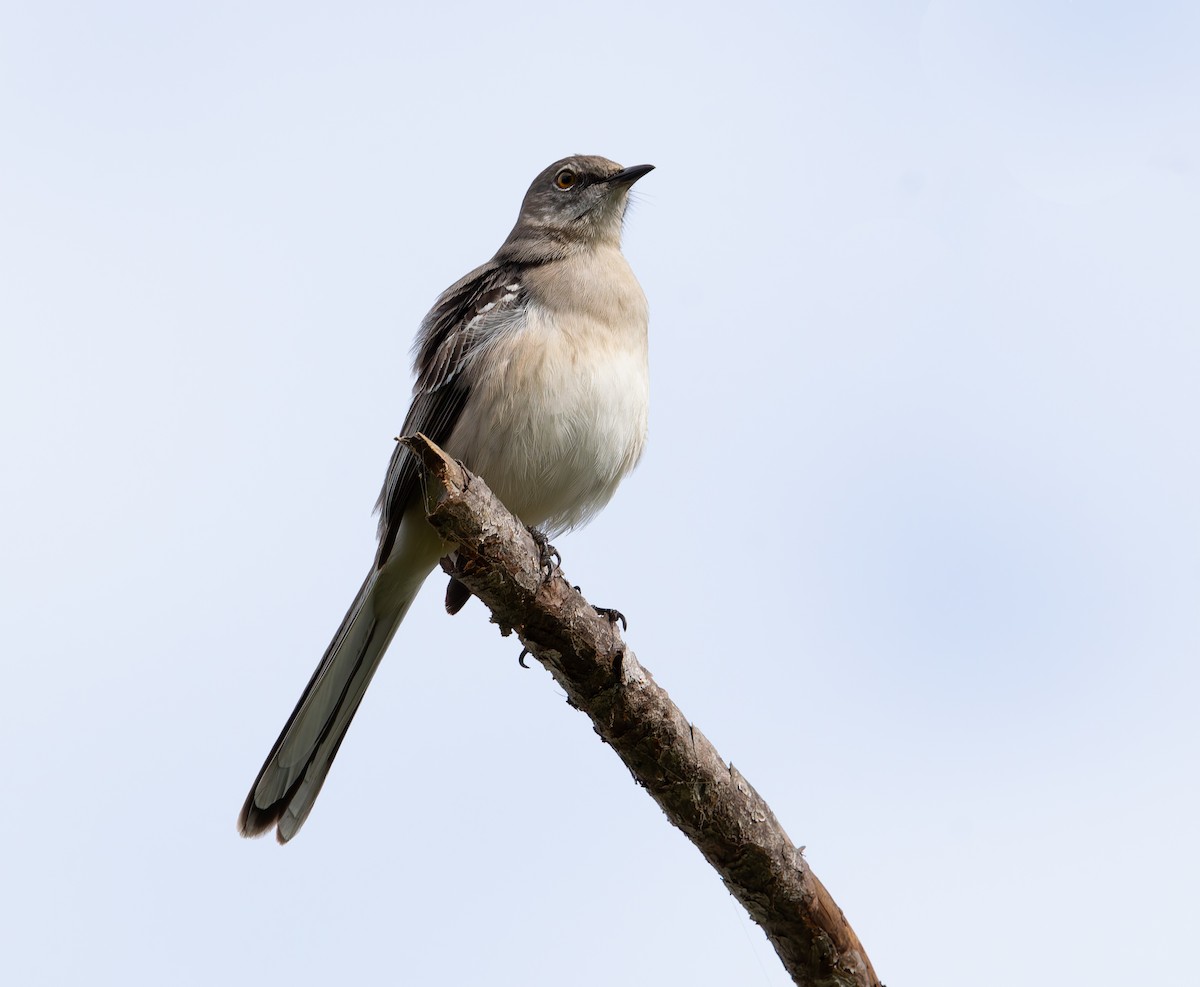 Northern Mockingbird - ML644783791