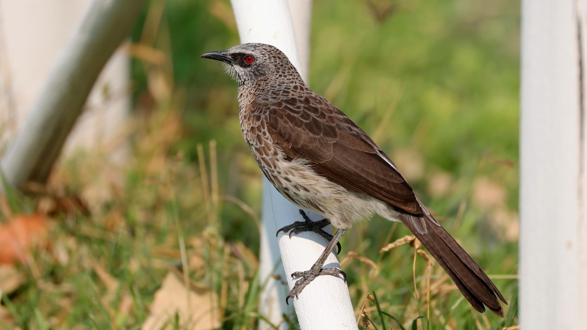 Hartlaub's Babbler - ML644783793