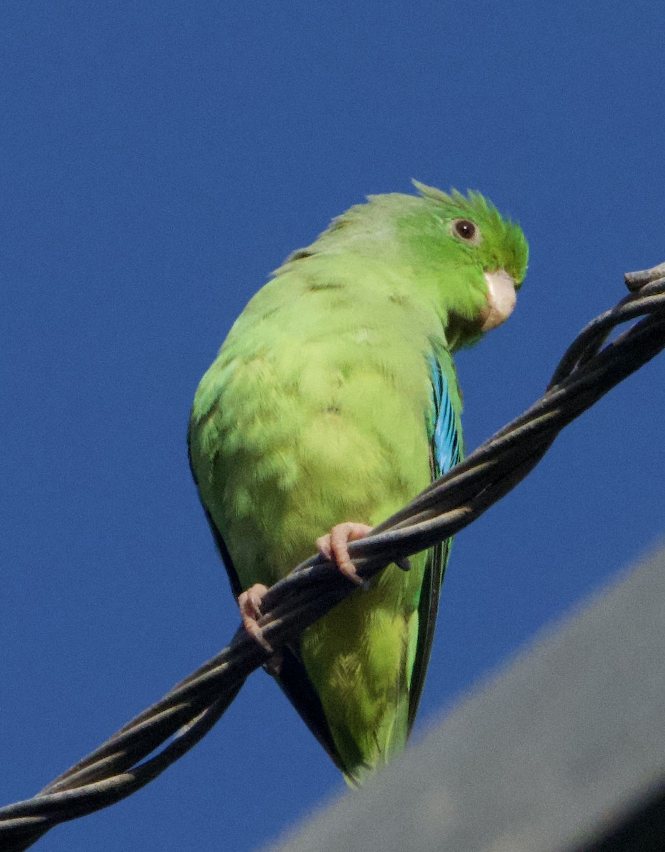 Cotorrita Aliturquesa - ML644783797