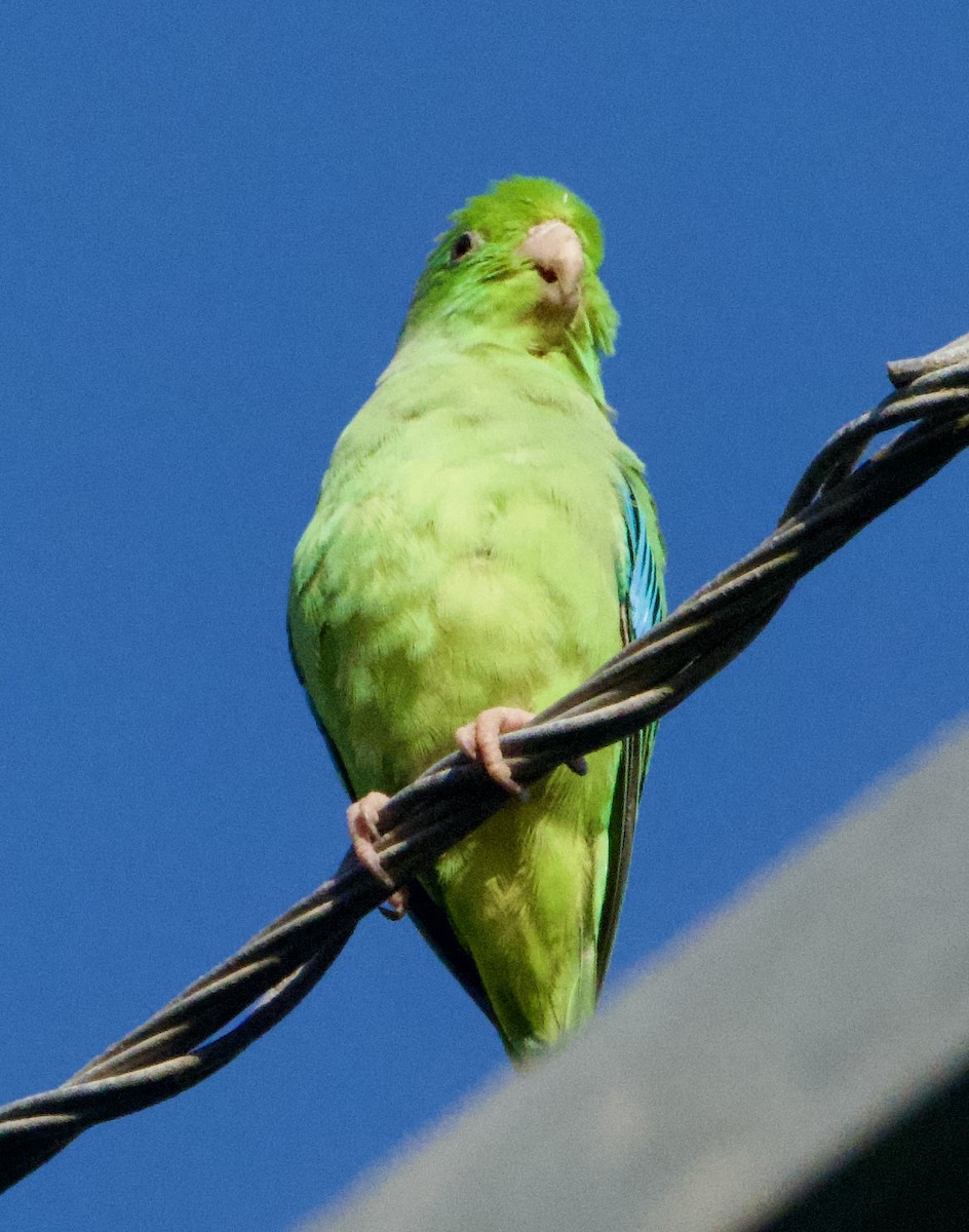 Cotorrita Aliturquesa - ML644783798