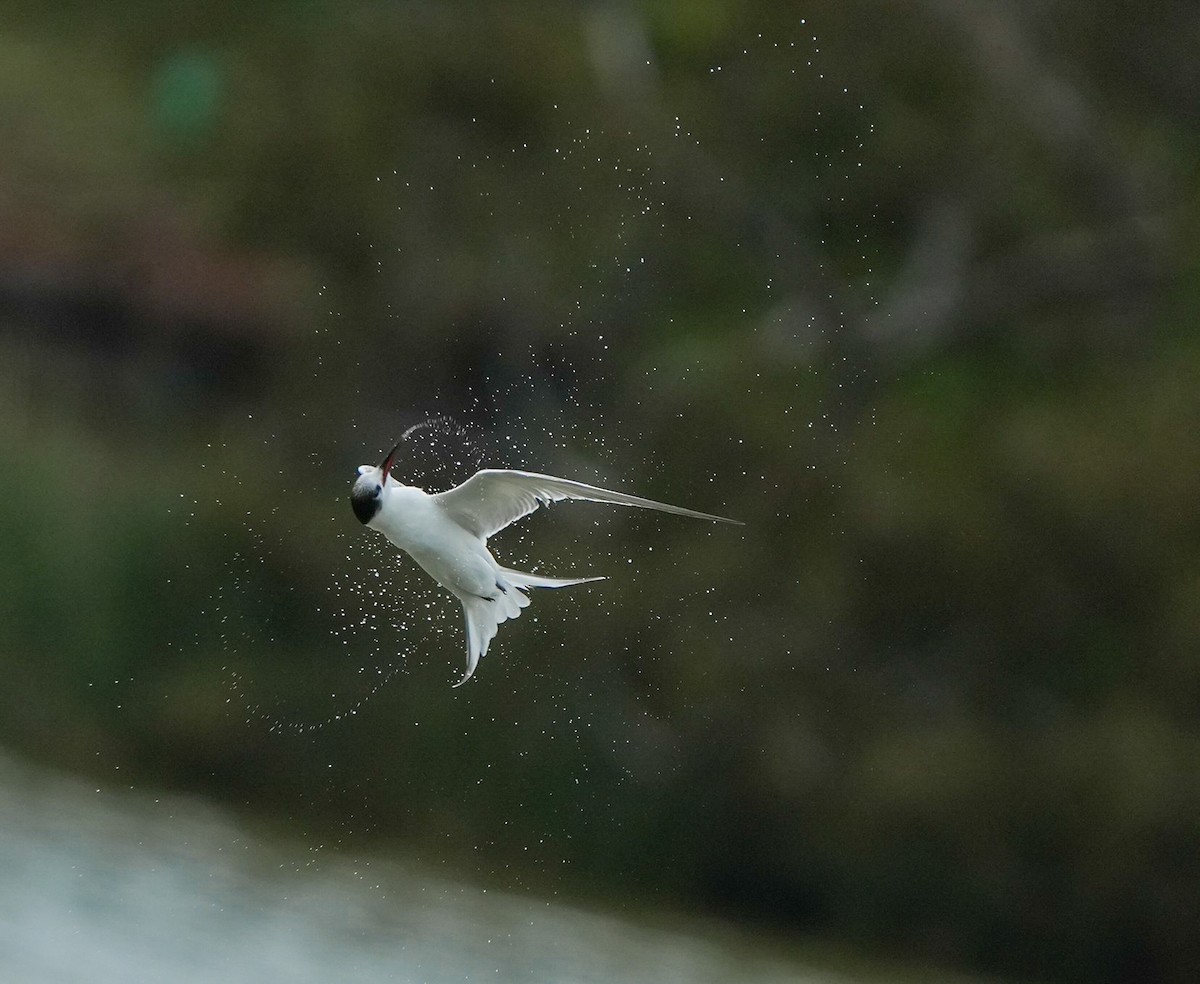 アジサシ - ML644783802