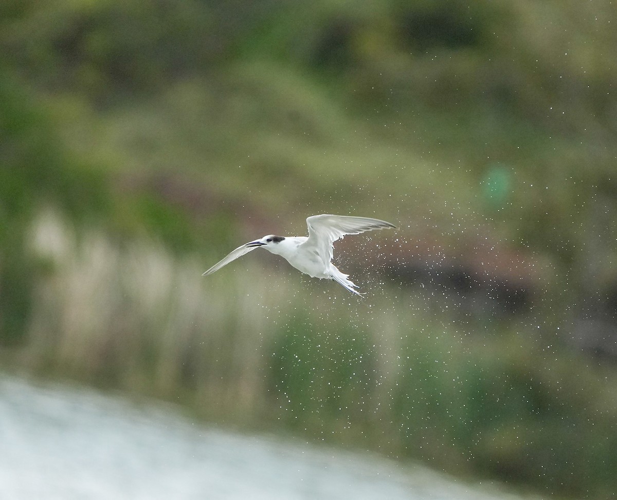 アジサシ - ML644783803