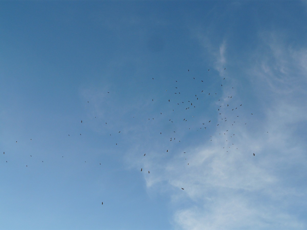 Катарта чорна - ML644783817