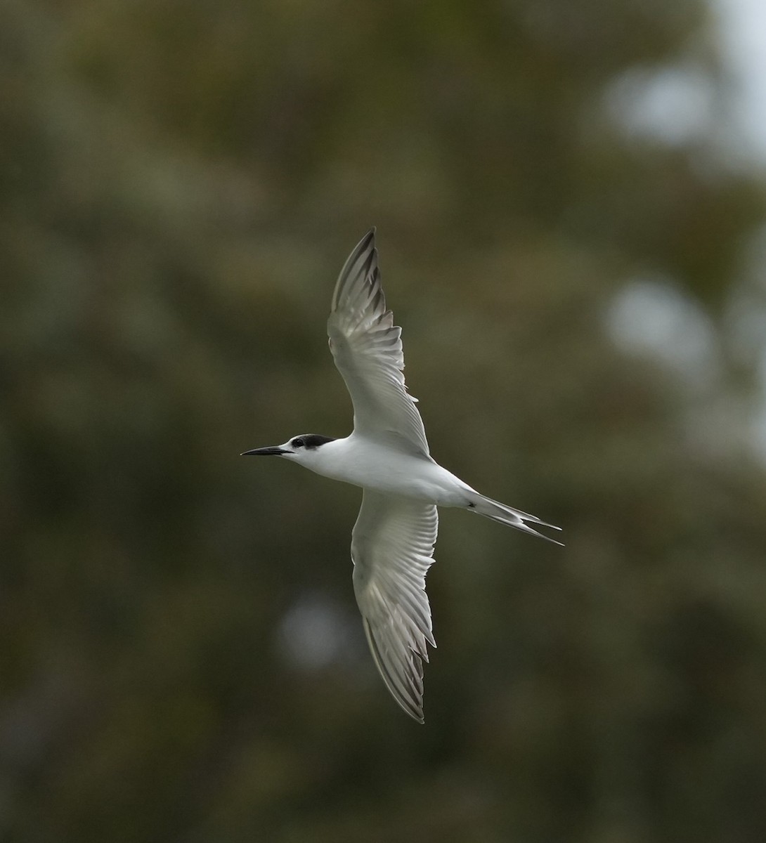 アジサシ - ML644783818