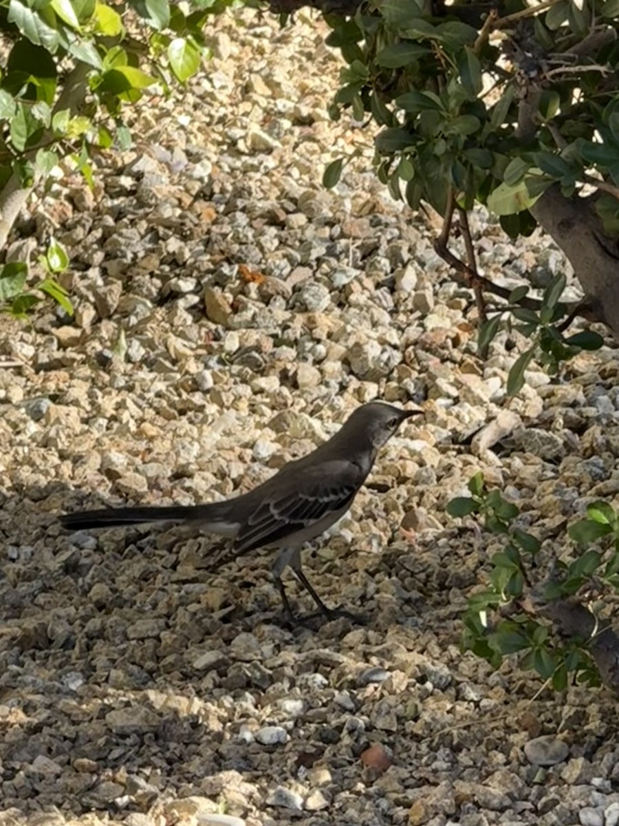 Northern Mockingbird - ML644783853