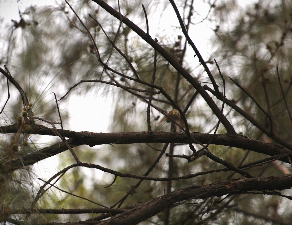 American Redstart - ML644783863
