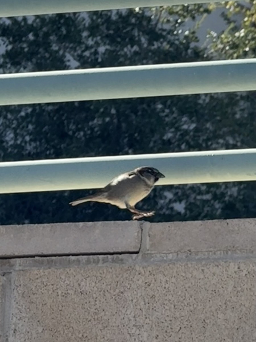 家麻雀 - ML644783864