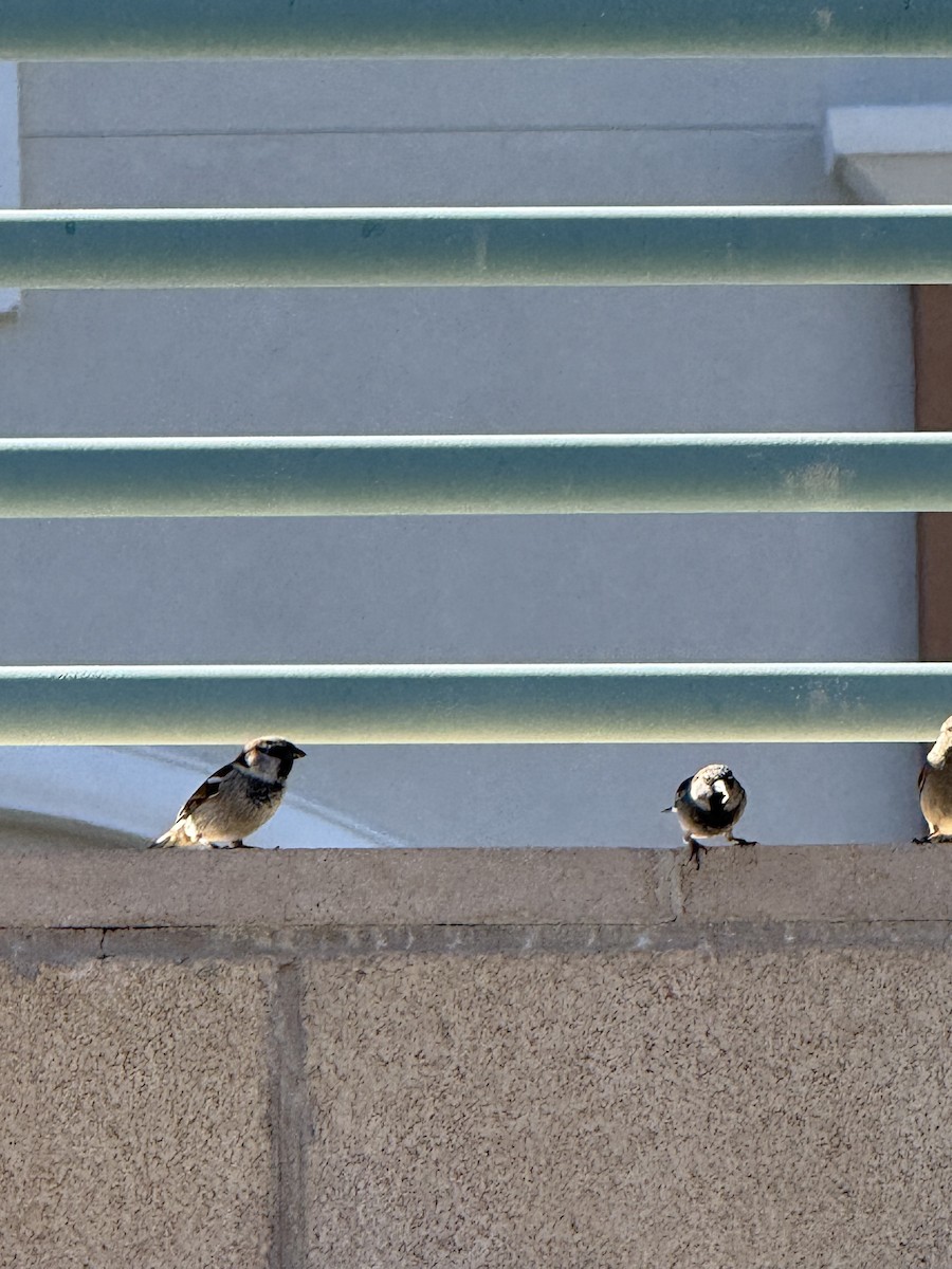 家麻雀 - ML644783865