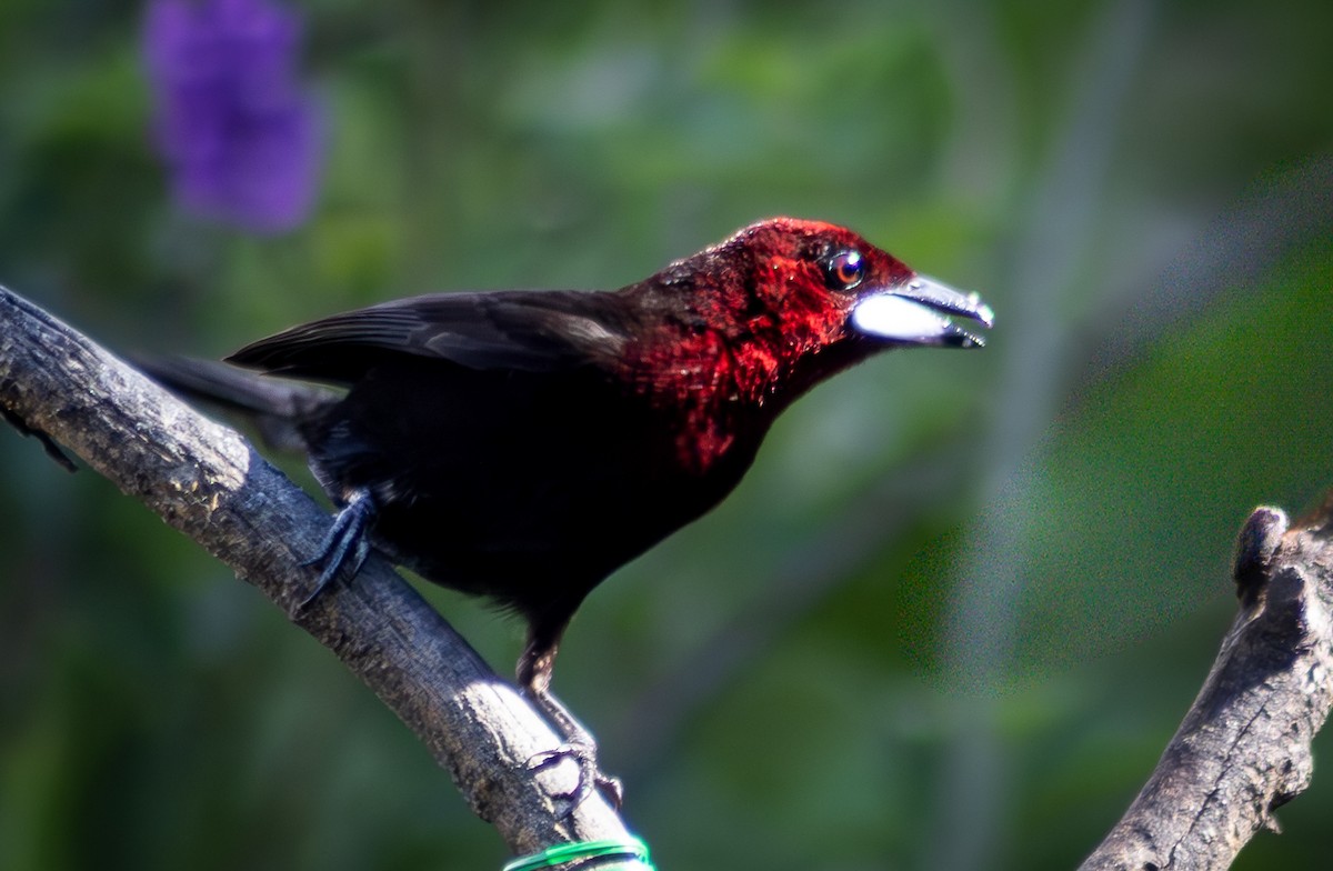 Silver-beaked Tanager - ML644783879
