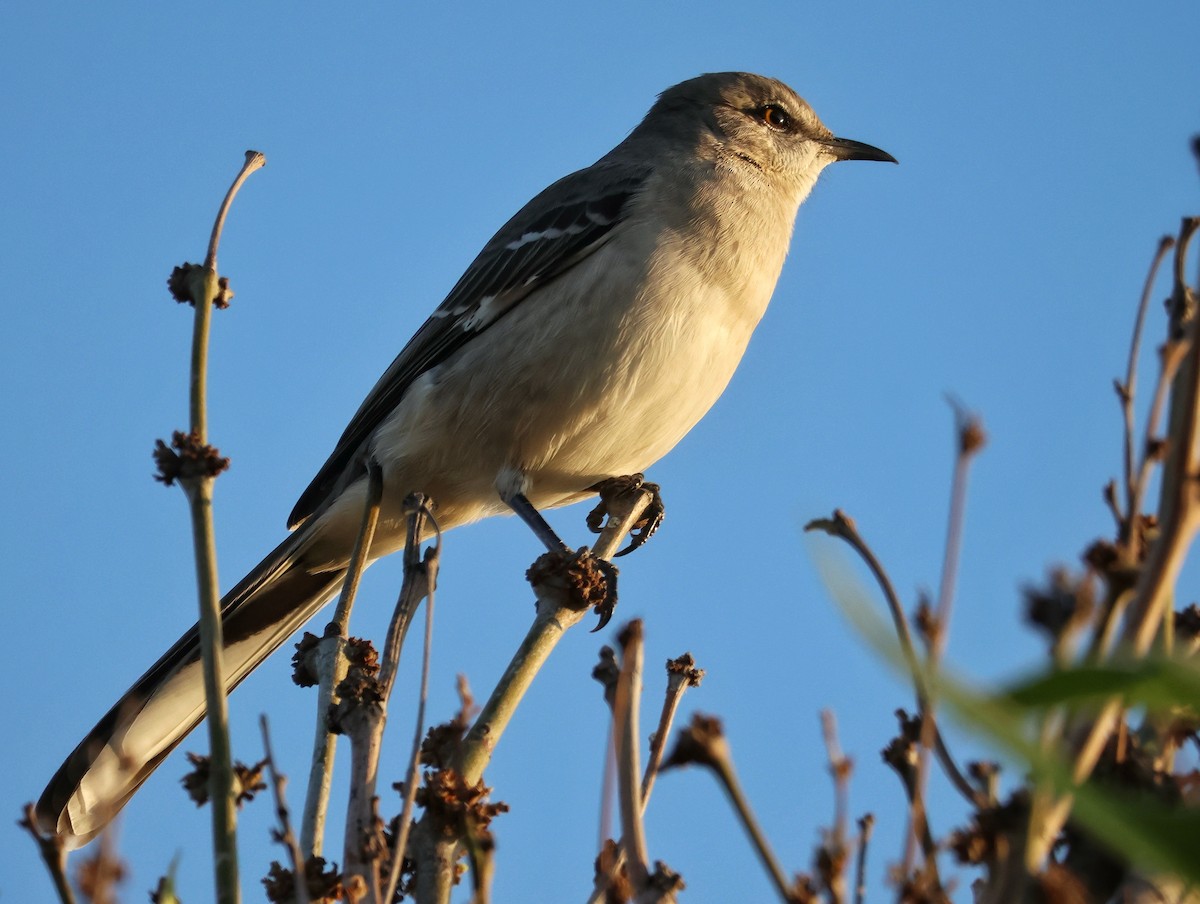 חקיינית צפונית - ML644783881