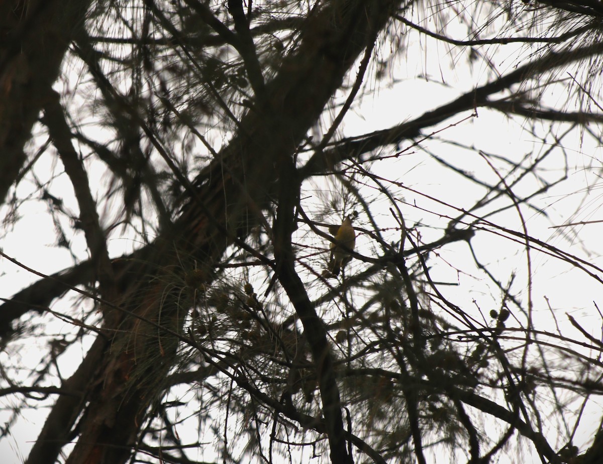 American Redstart - ML644783884