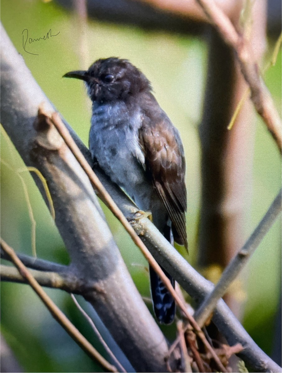 Cuco Pechigrís - ML644783889