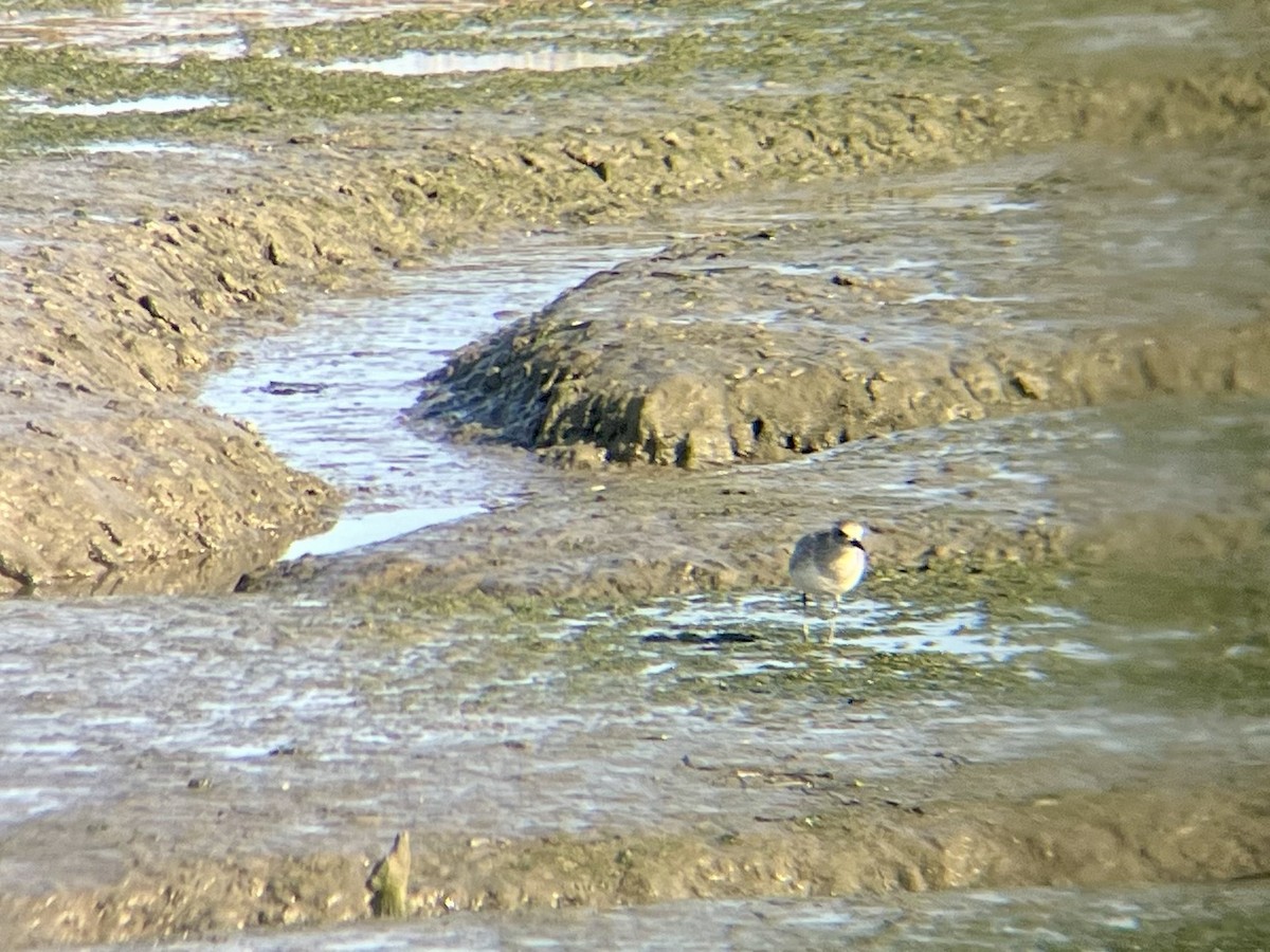 Black-bellied Plover - ML644783890