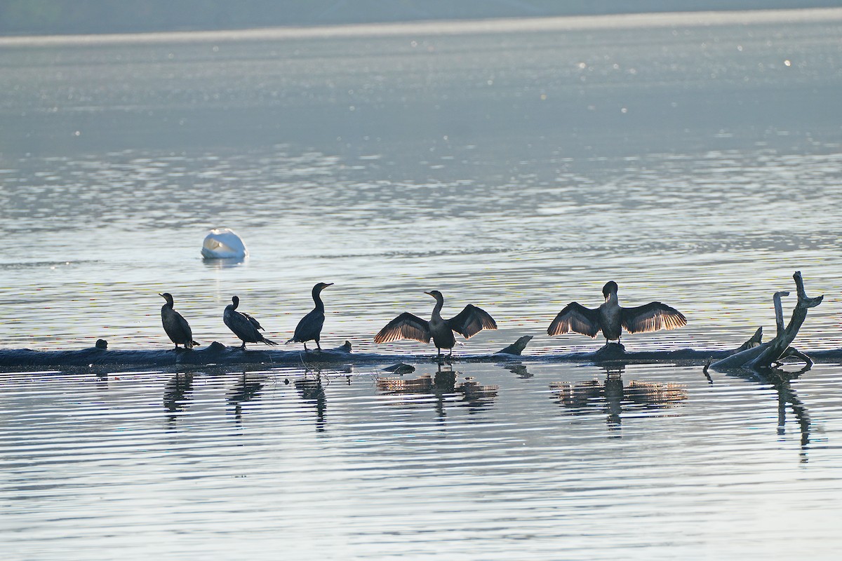 Double-crested Cormorant - ML644783893