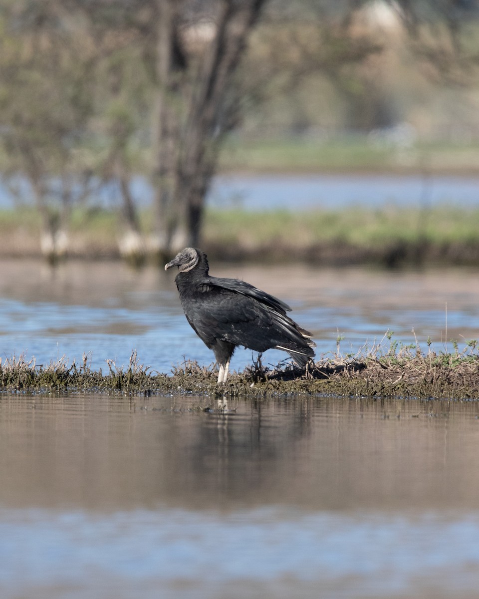 Катарта чорна - ML644783895