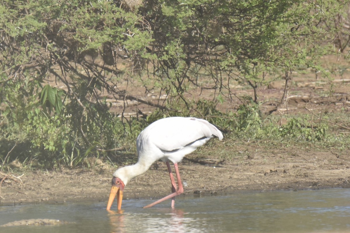 nesyt africký - ML644783896