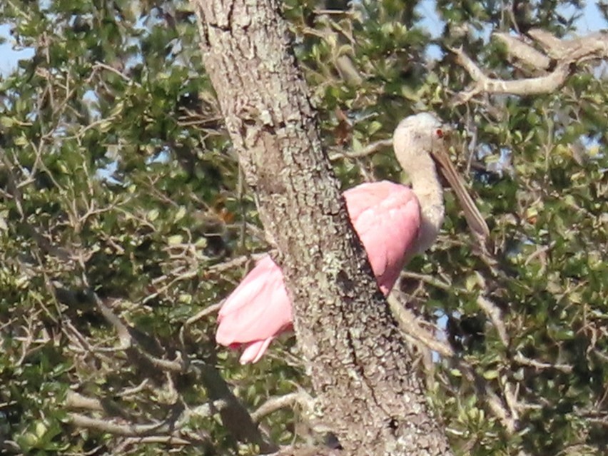 Rosalöffler - ML644783902