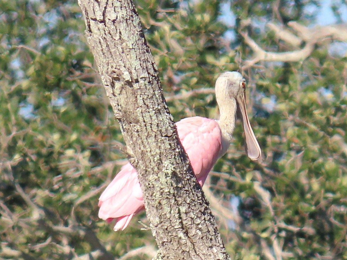 Rosalöffler - ML644783908