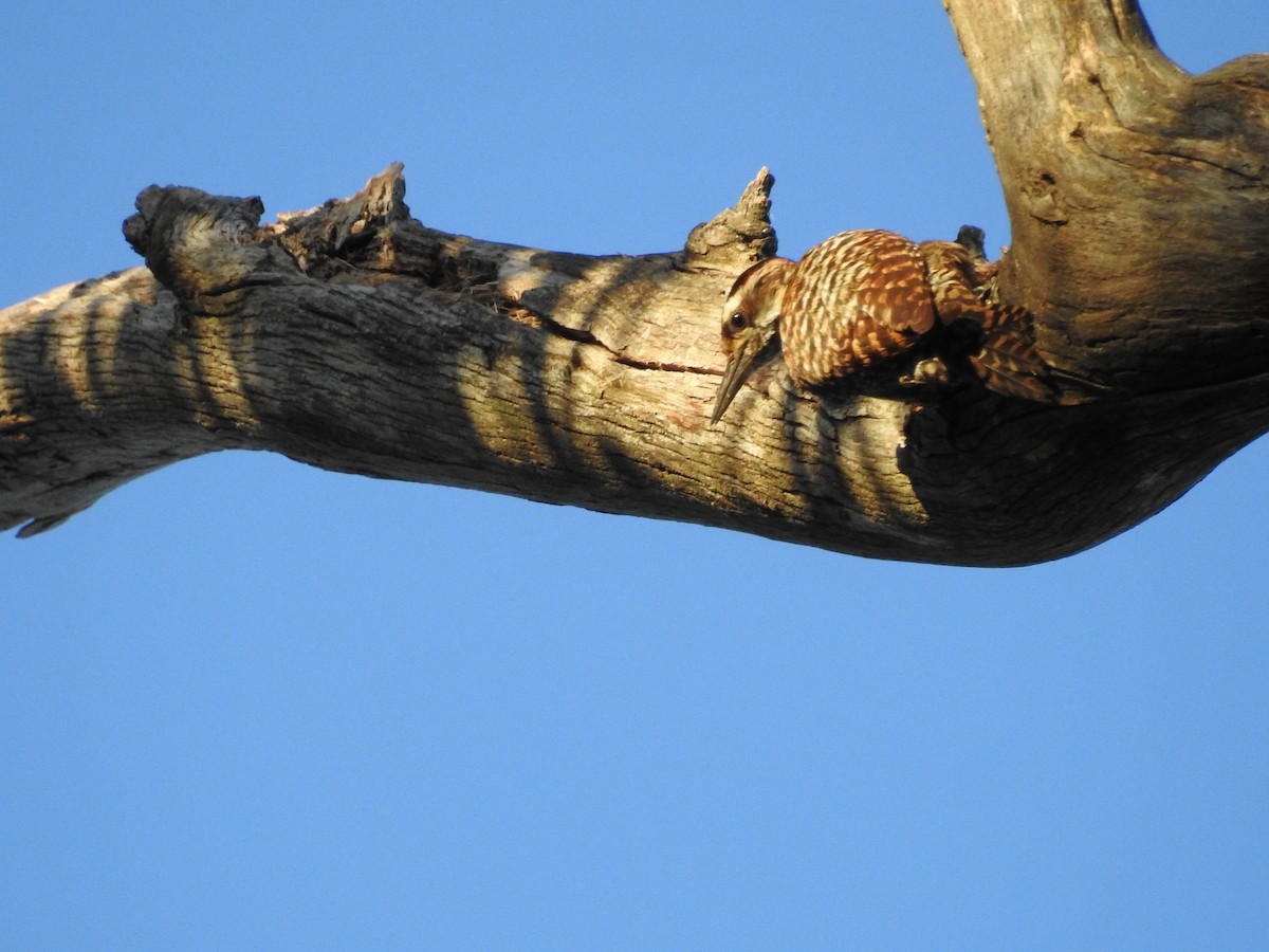 White-spotted Woodpecker - ML644783910