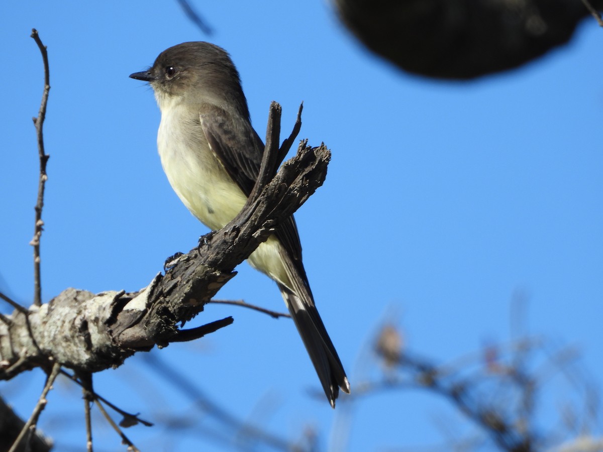 Mosquero Fibí - ML644783915