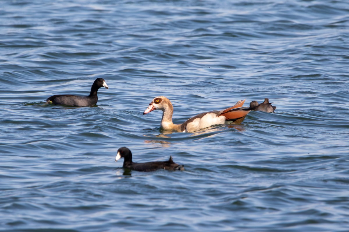 Egyptian Goose - ML644783916