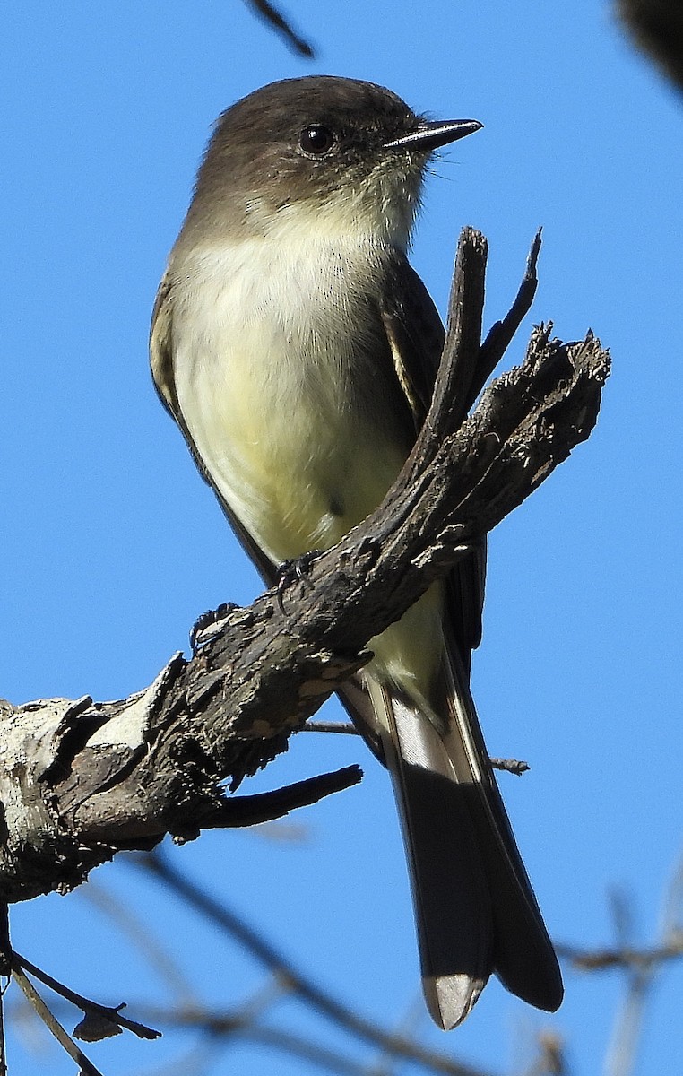 Mosquero Fibí - ML644783922