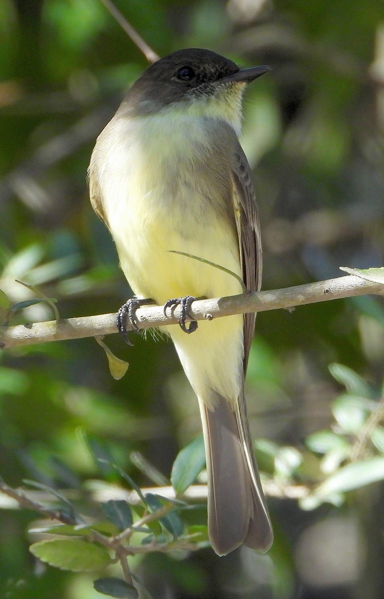 Mosquero Fibí - ML644783924