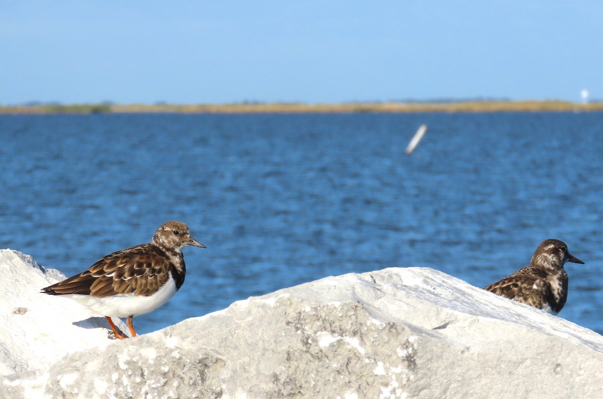 kamenáček pestrý - ML644783926