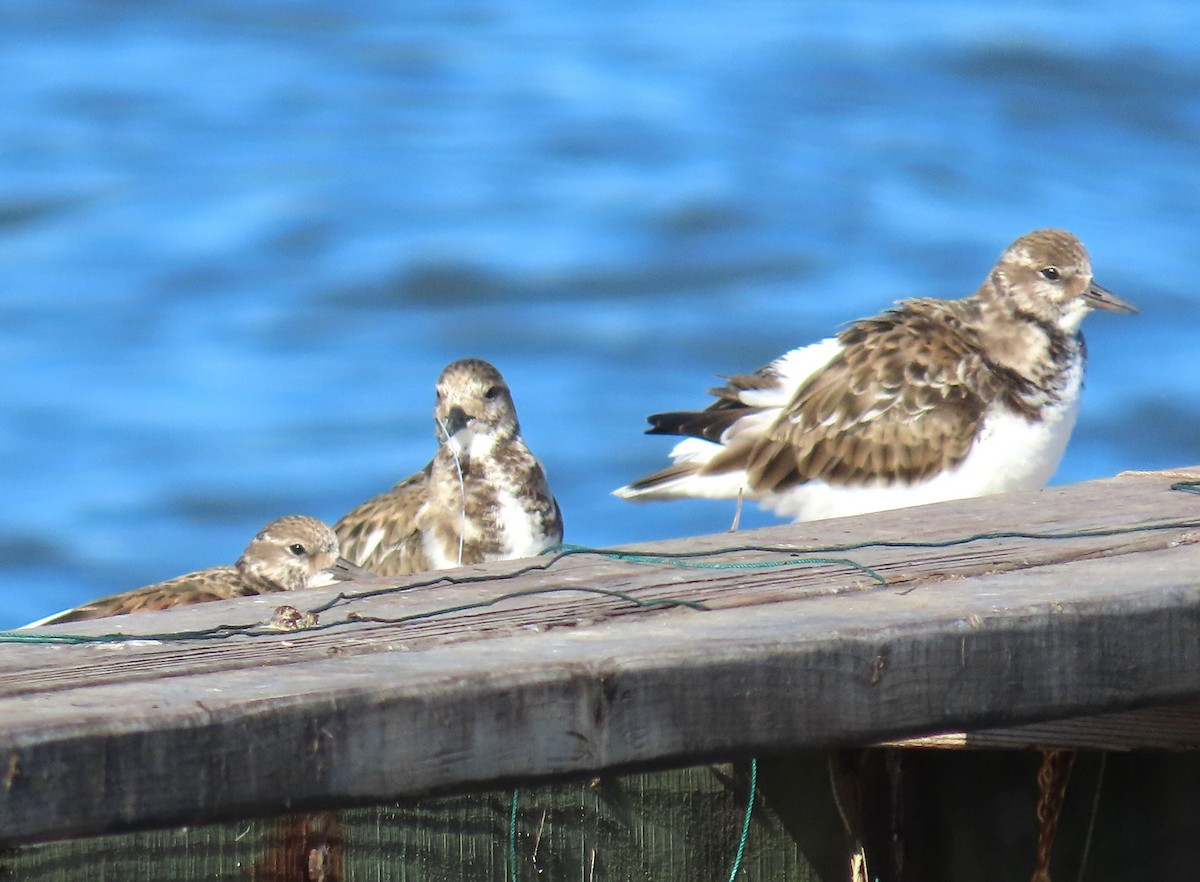 kamenáček pestrý - ML644783927