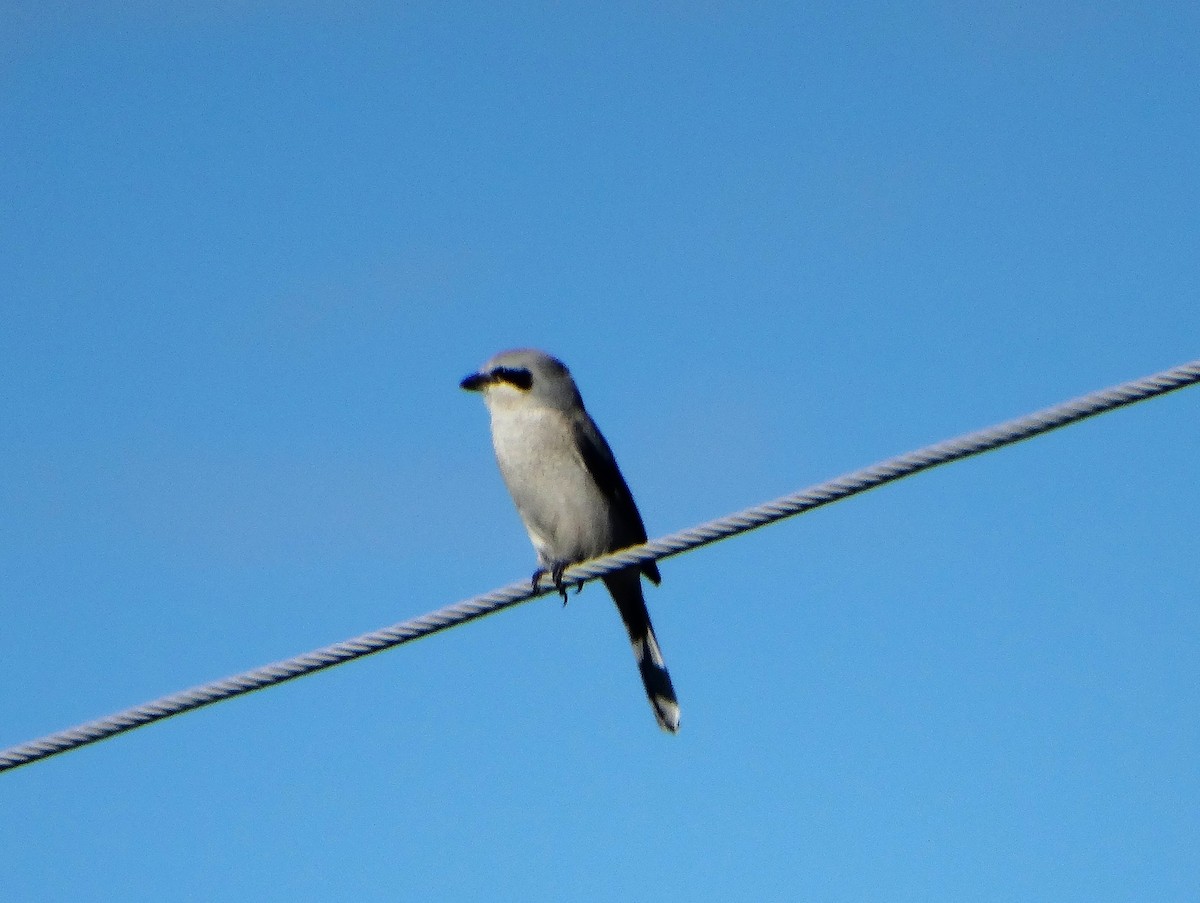 オオモズ - ML644783928