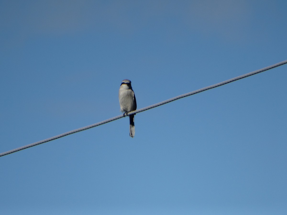 オオモズ - ML644783932