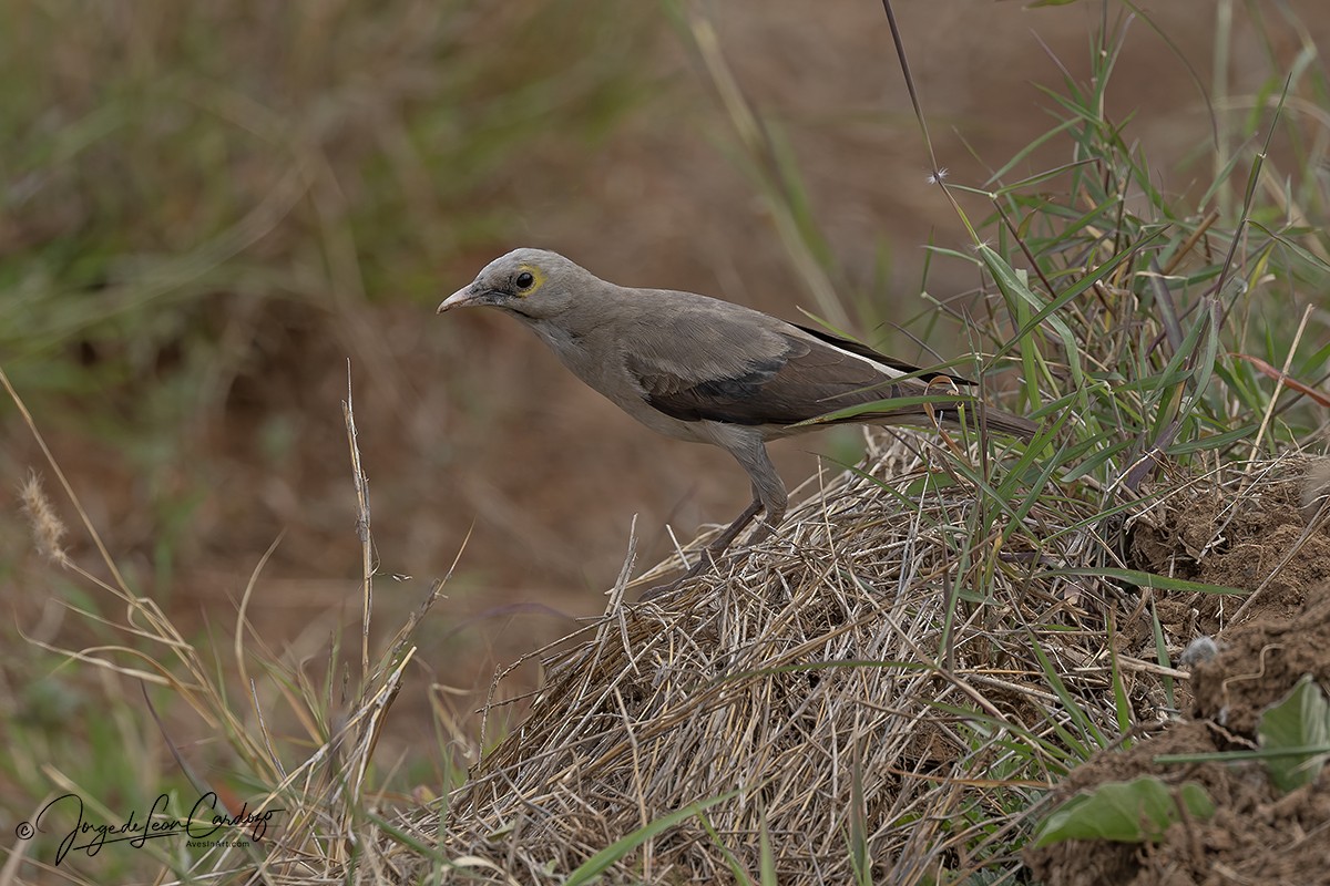 Wattled Starling - ML644783966