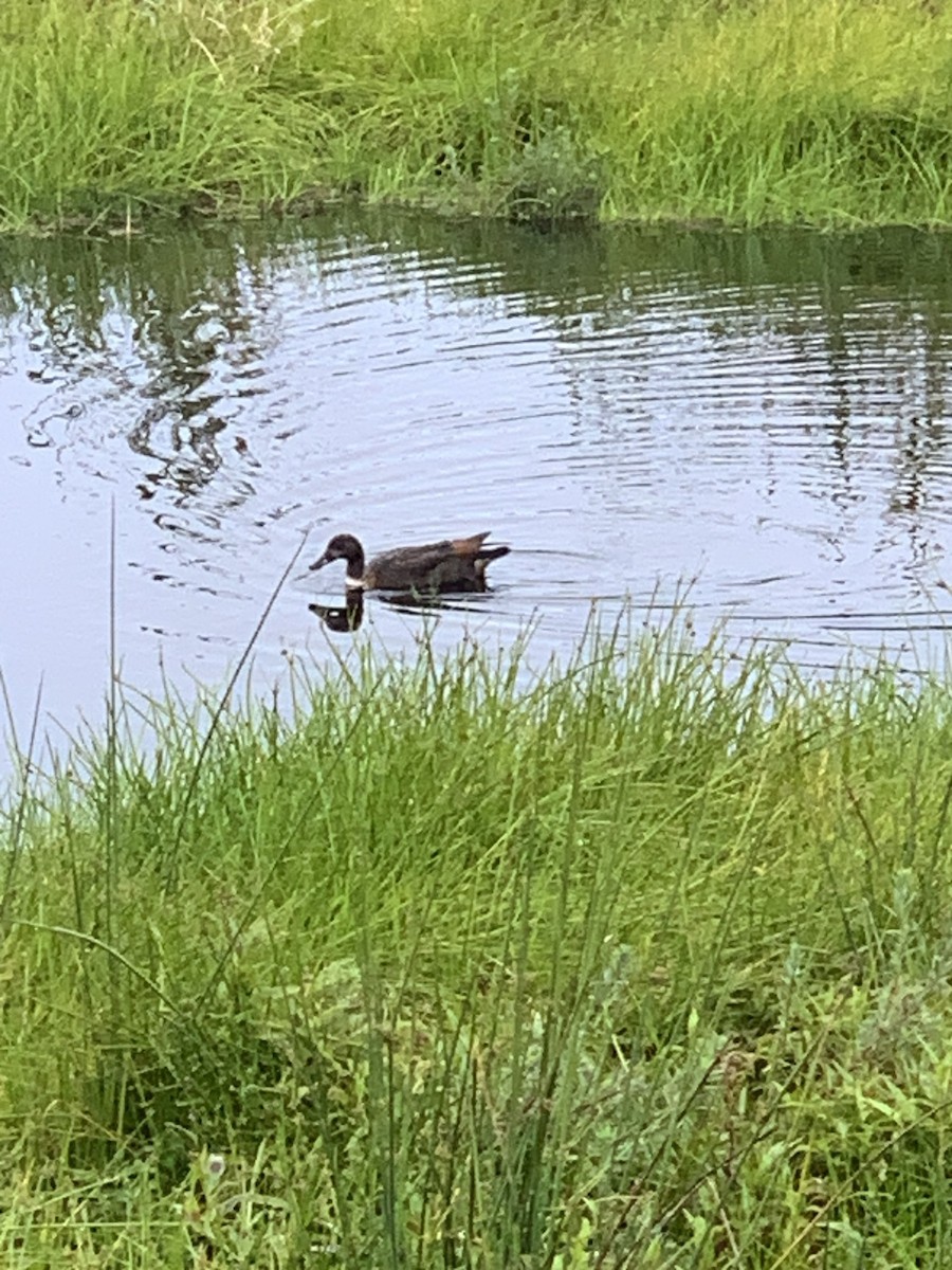 Australian Shelduck - ML644783967