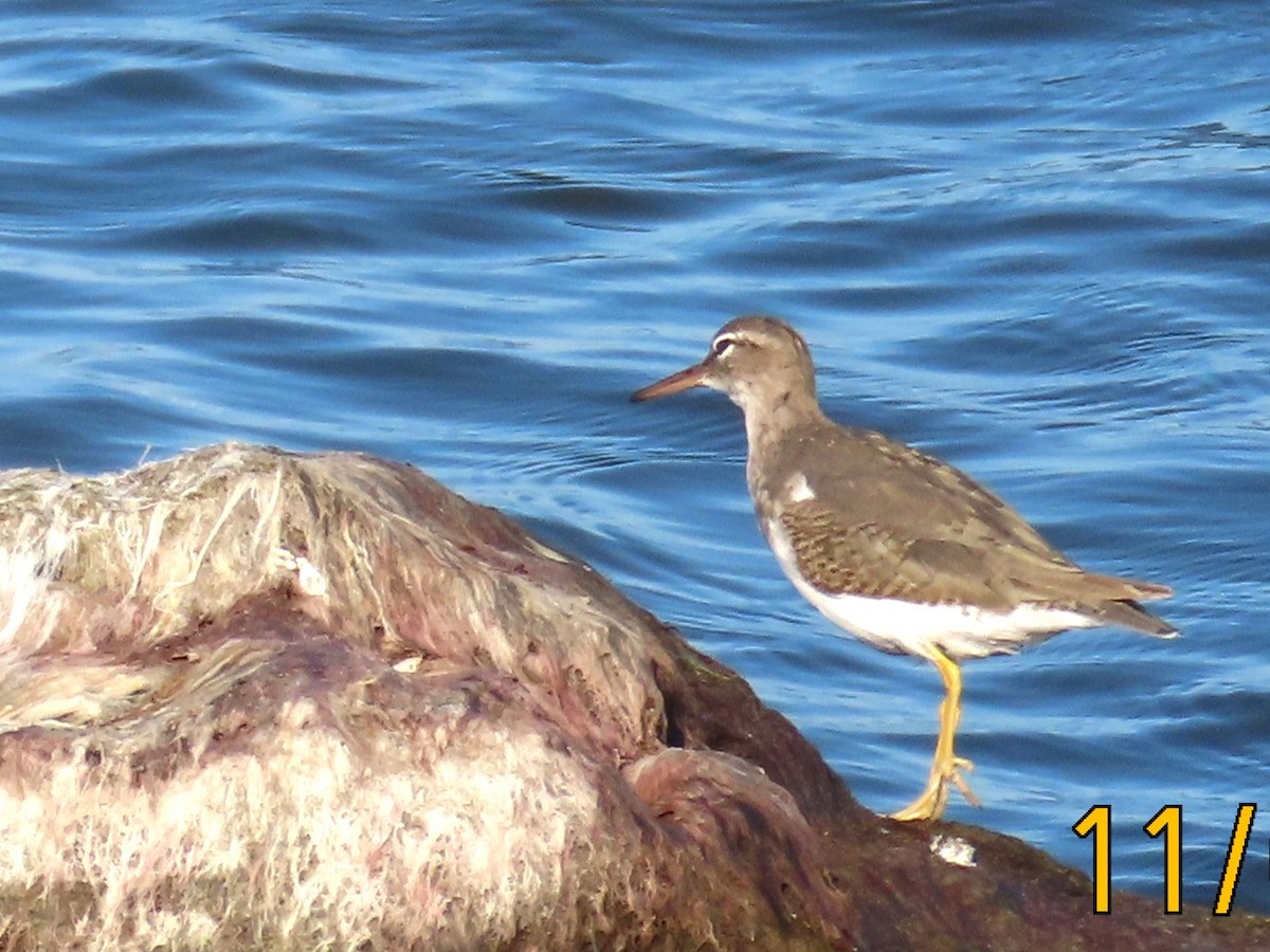 pisík americký - ML644783970