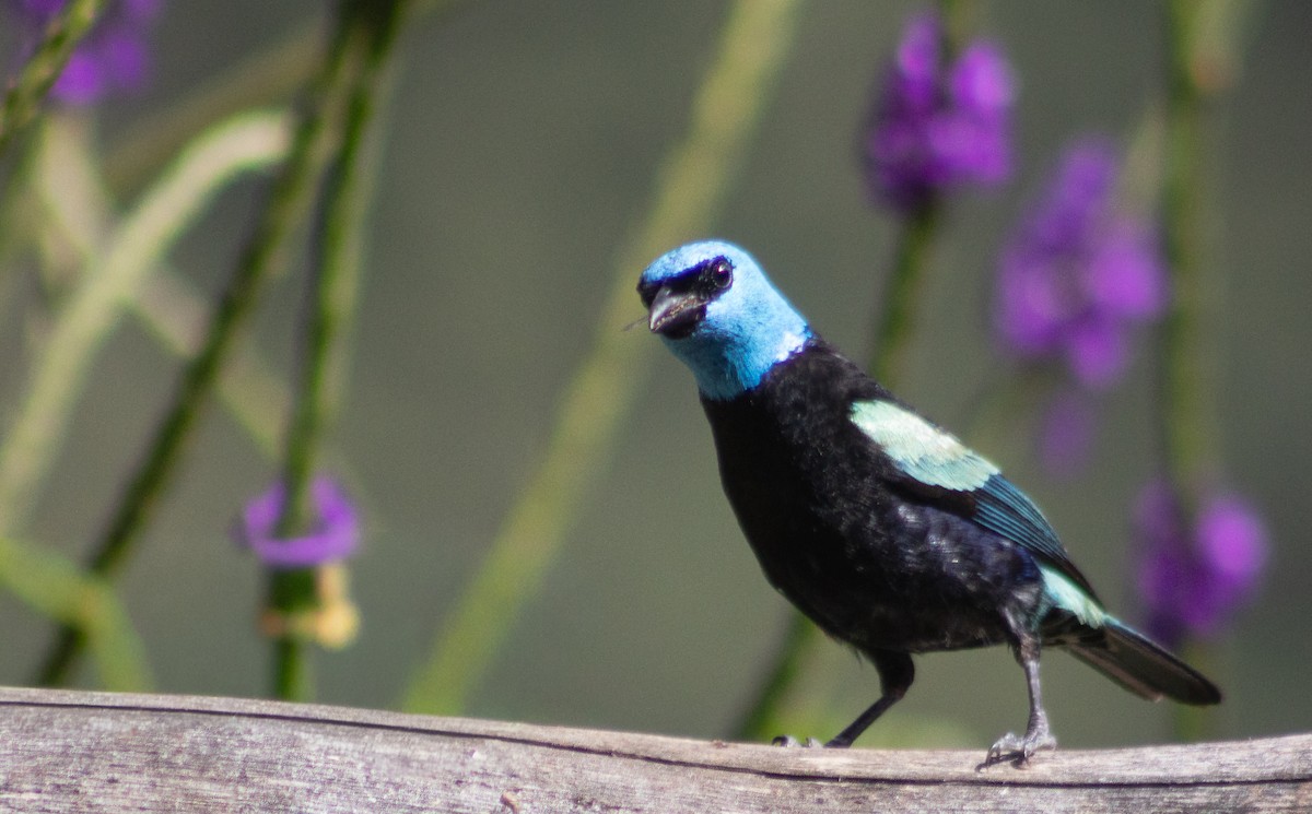 Blue-necked Tanager - ML644783973