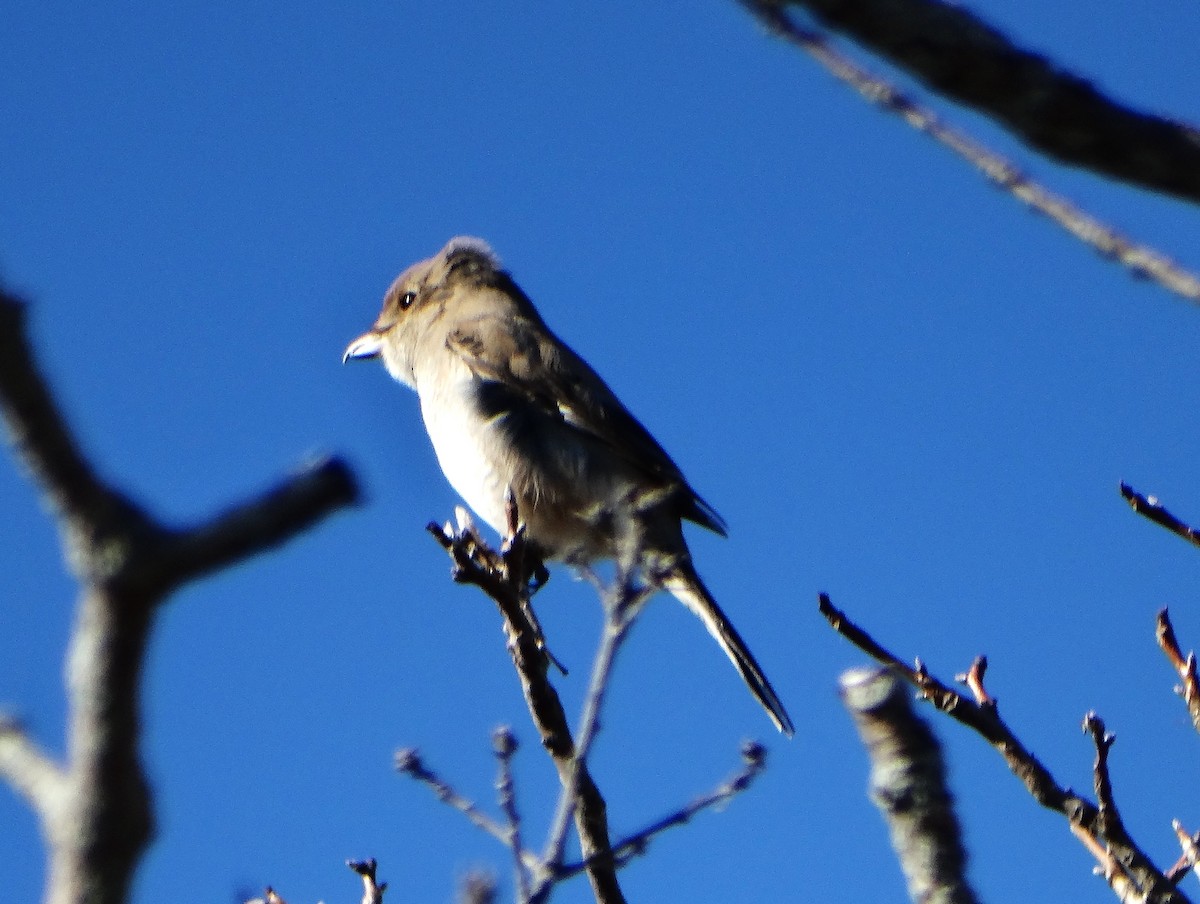 オオモズ - ML644783974