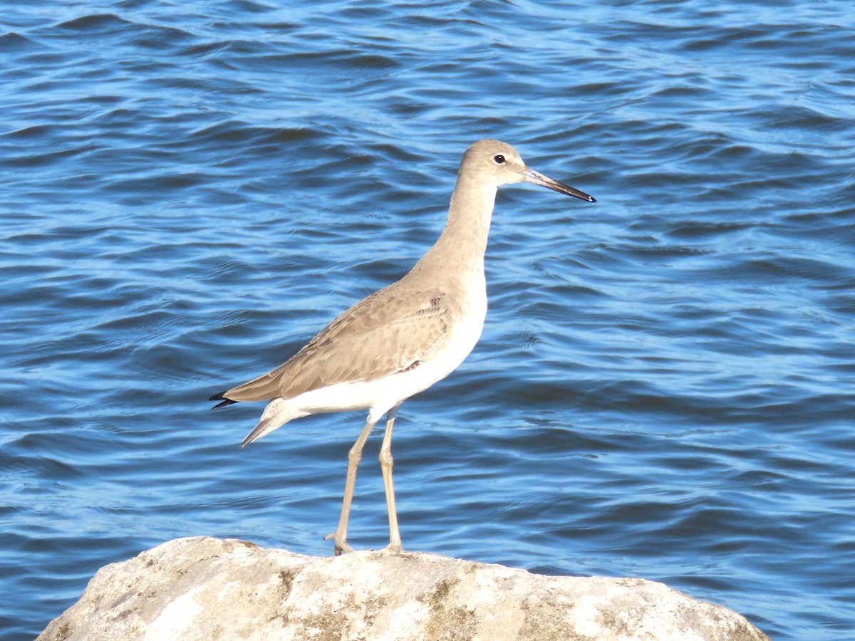 vodouš břehoušovitý - ML644783975