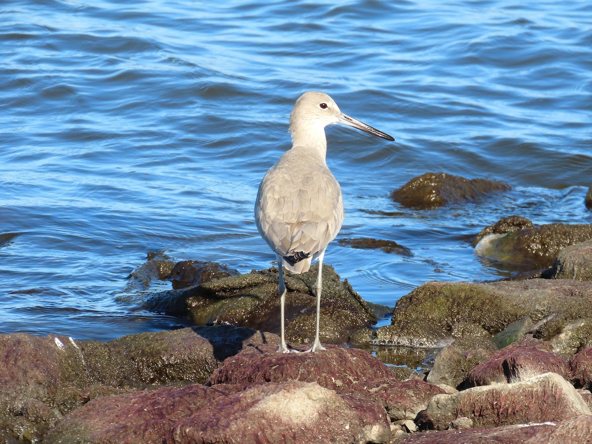 vodouš břehoušovitý - ML644783977